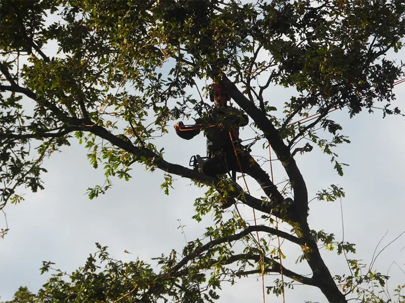 abattage d’arbre combourg