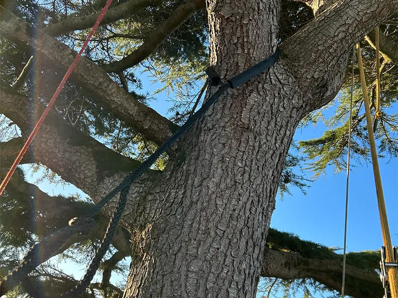 abattage d’arbre pleugueneuc