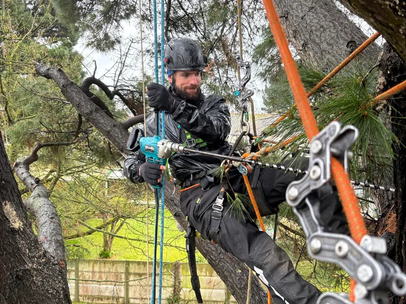 abattage d’arbre pleugueneuc