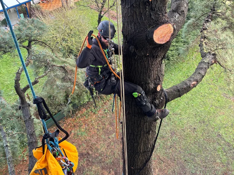 abattage d’arbre saint jouan des guerets
