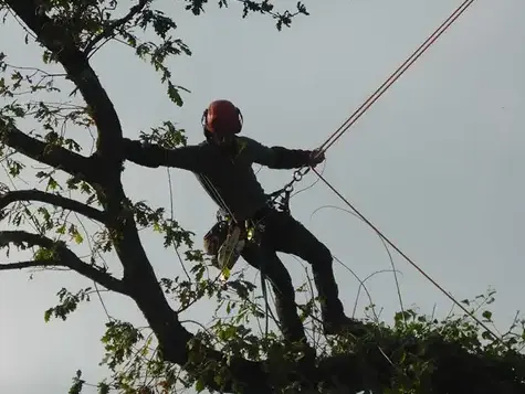 amenagement exterieur à Betton - image 2