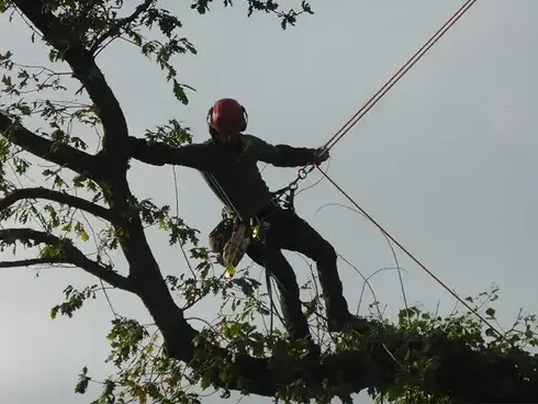 amenagement exterieur à Dol-de-Bretagne - image 4