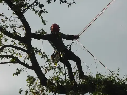 amenagement exterieur à Melesse - image 3