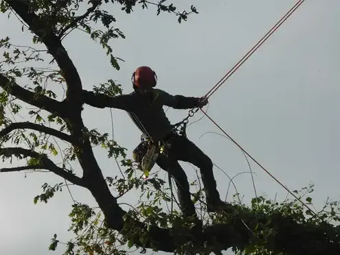 arboriste à Betton - image 3