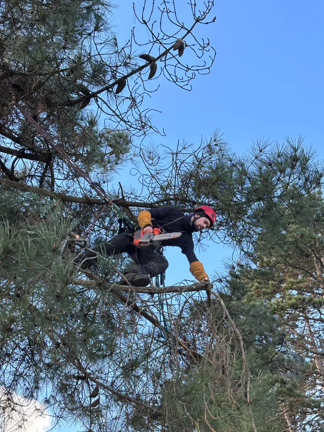 arboriste chateauneuf d ille et vilaine