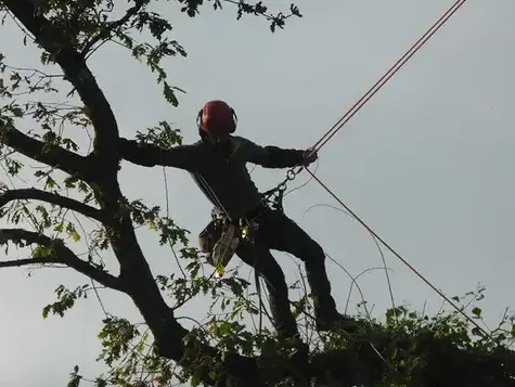 arboriste à Dinard - image 4