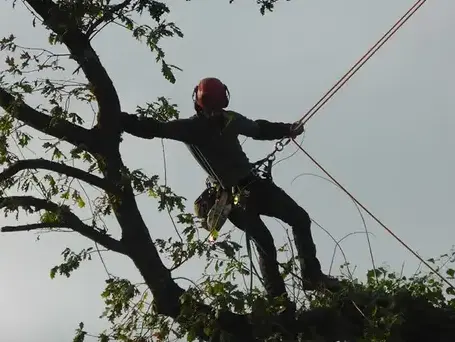 arboriste à Dol-de-Bretagne - image 3