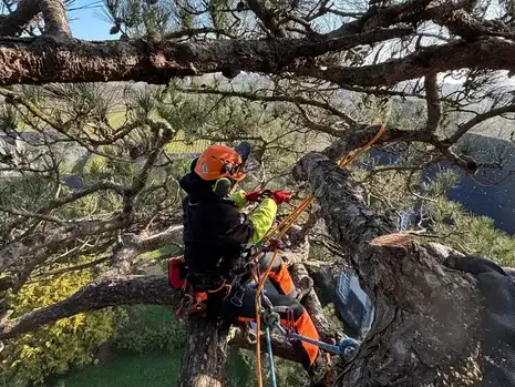 arboriste à La Mézière - image 2