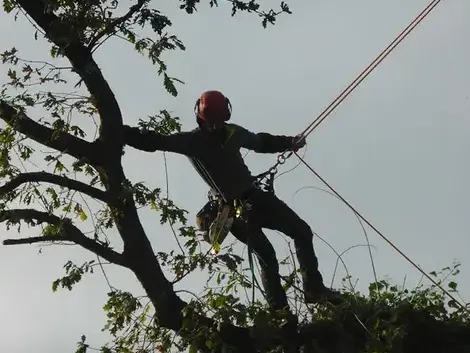 arboriste à La Mézière - image 4