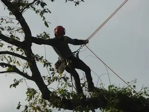 arboriste à Melesse - image 3