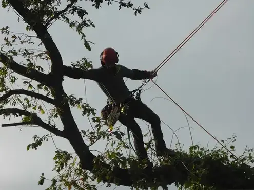 arboriste Saint-Grégoire-1