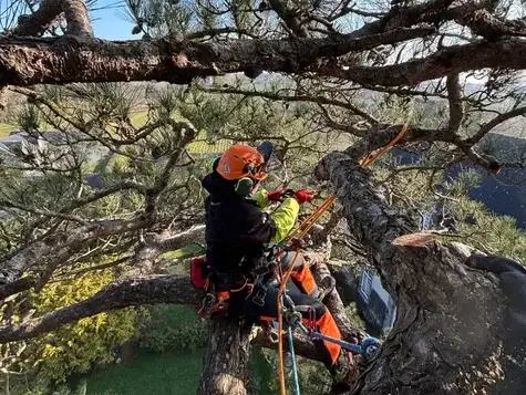 arboriste à Saint-Grégoire - image 3