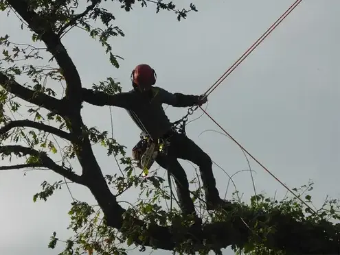 arboriste à Tinténiac - image 2