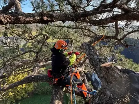 arboriste Tinténiac-5