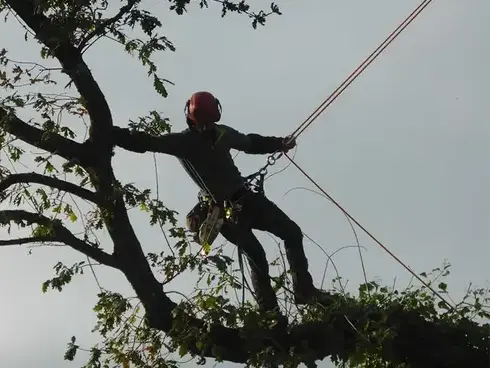 conception paysagere à Dol-de-Bretagne - image 2