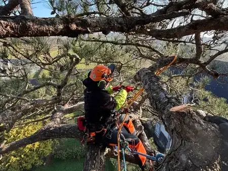 conception paysagere à Dol-de-Bretagne - image 4