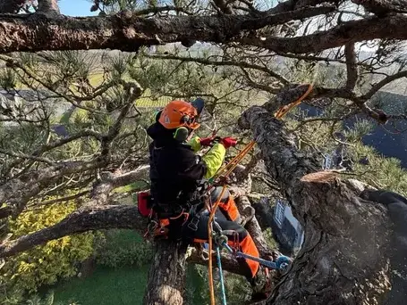 conception paysagere à Melesse - image 4