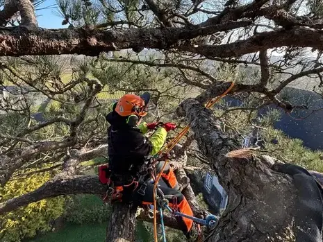 conception paysagere à Tinténiac - image 2