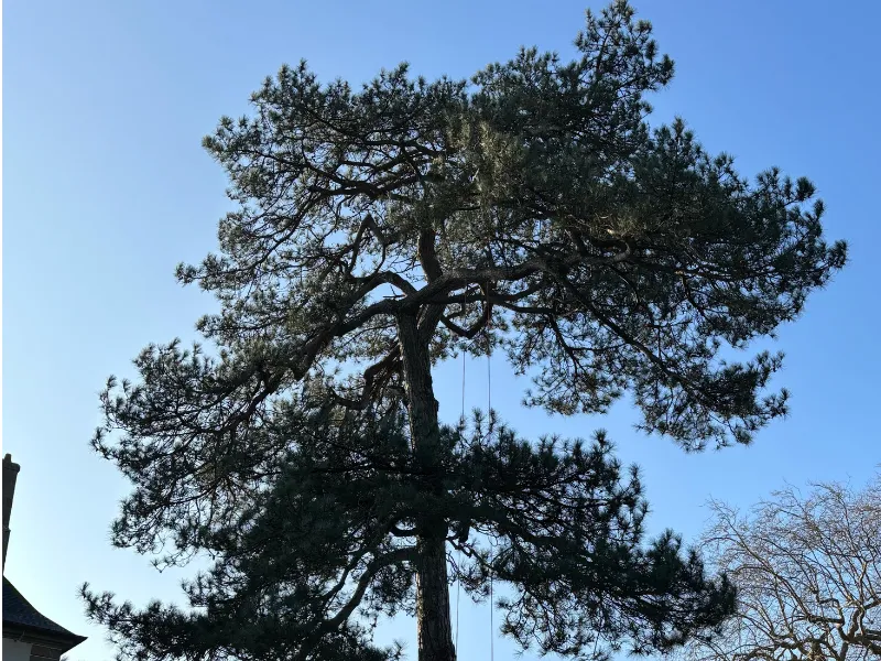 before-image