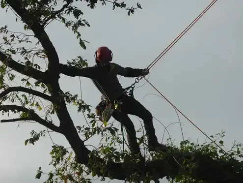 cordiste à Dinan - image 4