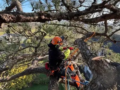 cordiste à La Mézière - image 3