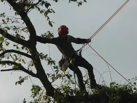 cordiste à La Mézière - image 4