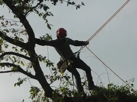 cordiste à Plouër-sur-rance - image 2
