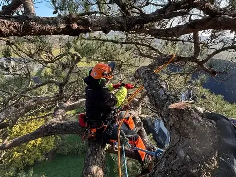 cordiste à Saint-Grégoire - image 4