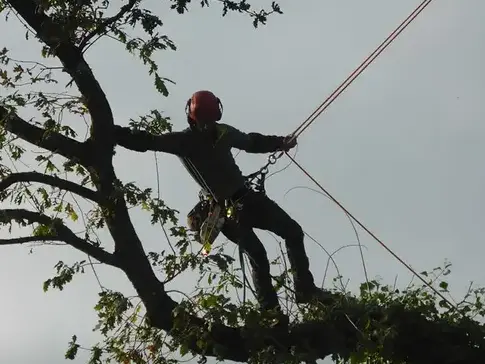 cordiste à Tinténiac - image 2