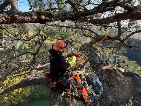 cordiste à Tinténiac - image 4