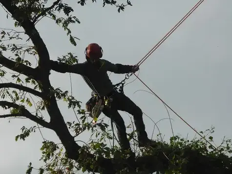 création de jardin Betton-5