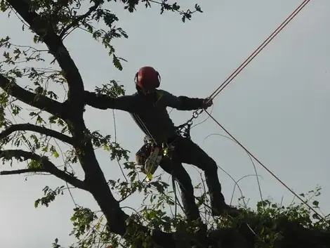création de jardin à Combourg - image 3