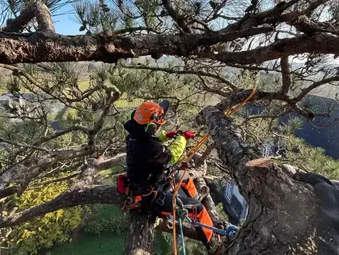 création de jardin à Combourg - image 4