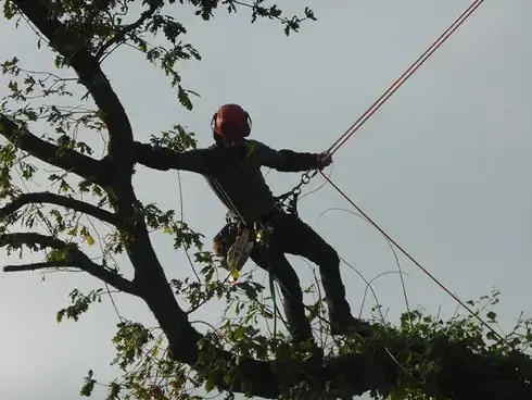 création de jardin Dinan-5