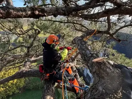 création de jardin à Dinard - image 2