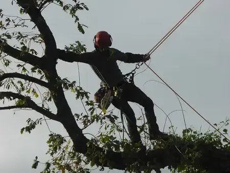 création de jardin Dinard-5