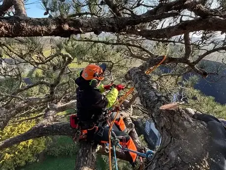 création de jardin à Dol-de-Bretagne - image 3