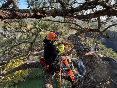 création de jardin La Mézière-5
