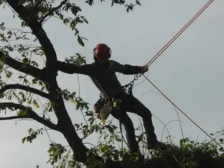 création de jardin à Melesse - image 3