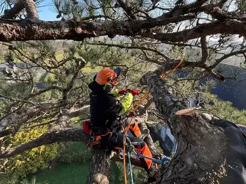 création de jardin à Melesse - image 4