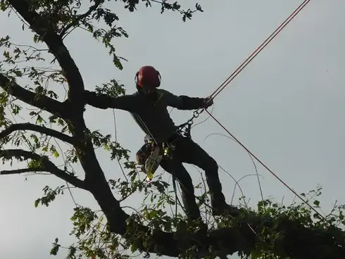 création de jardin Mesnil-roc'h-1