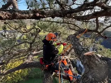création de jardin à Saint-Grégoire - image 3