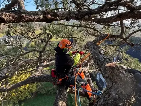 création de jardin Saint-Malo-1