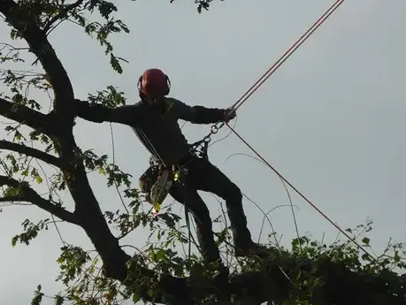 création de jardin Saint-Malo-5