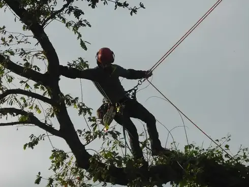 création de jardin Tinténiac-5