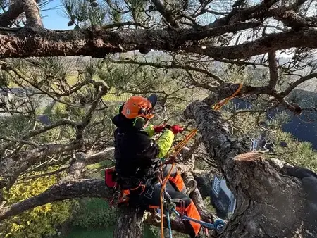 élagueur à Dinard - image 2