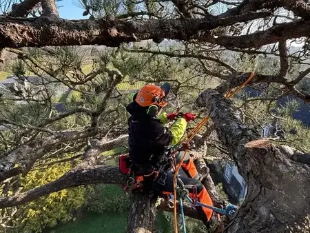 élagueur Dol-de-Bretagne-5