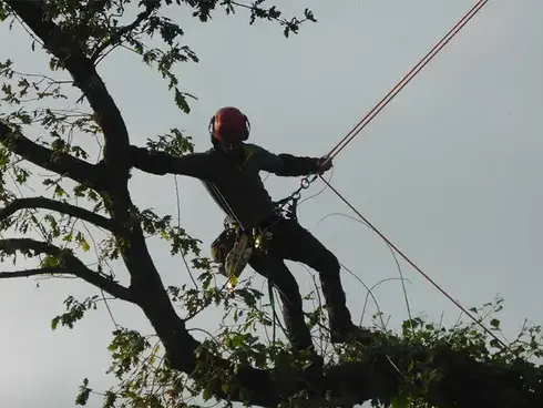 élagueur à La Mézière - image 4