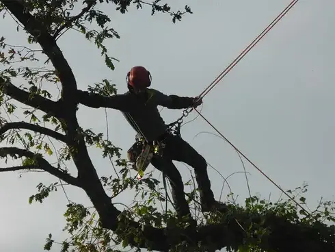 élagueur à Melesse - image 2