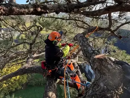 élagueur à Melesse - image 3
